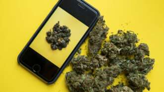 A smartphone against a yellow background, next to a pile of marijuana buds, with a marijuana bud on the phone's screen.