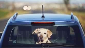 A yellow lab sitting in the back of a car, looking through the windshield