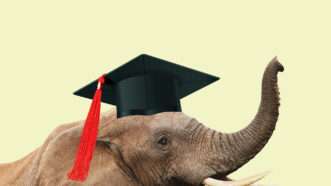Elephant wearing a graduation cap.